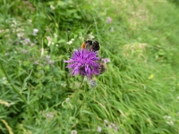Eine Biene auf einer Blume in einer Wiese