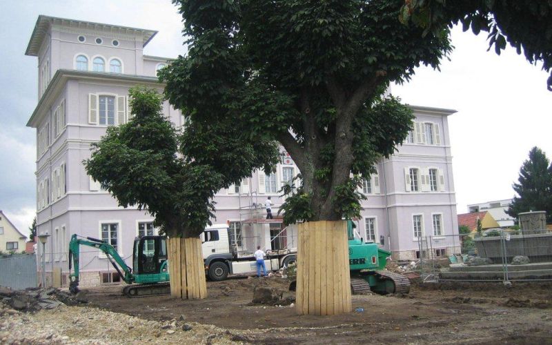 Neugestaltung der Außenanlage vor dem Rathaus 2008, Bagger und Bäume