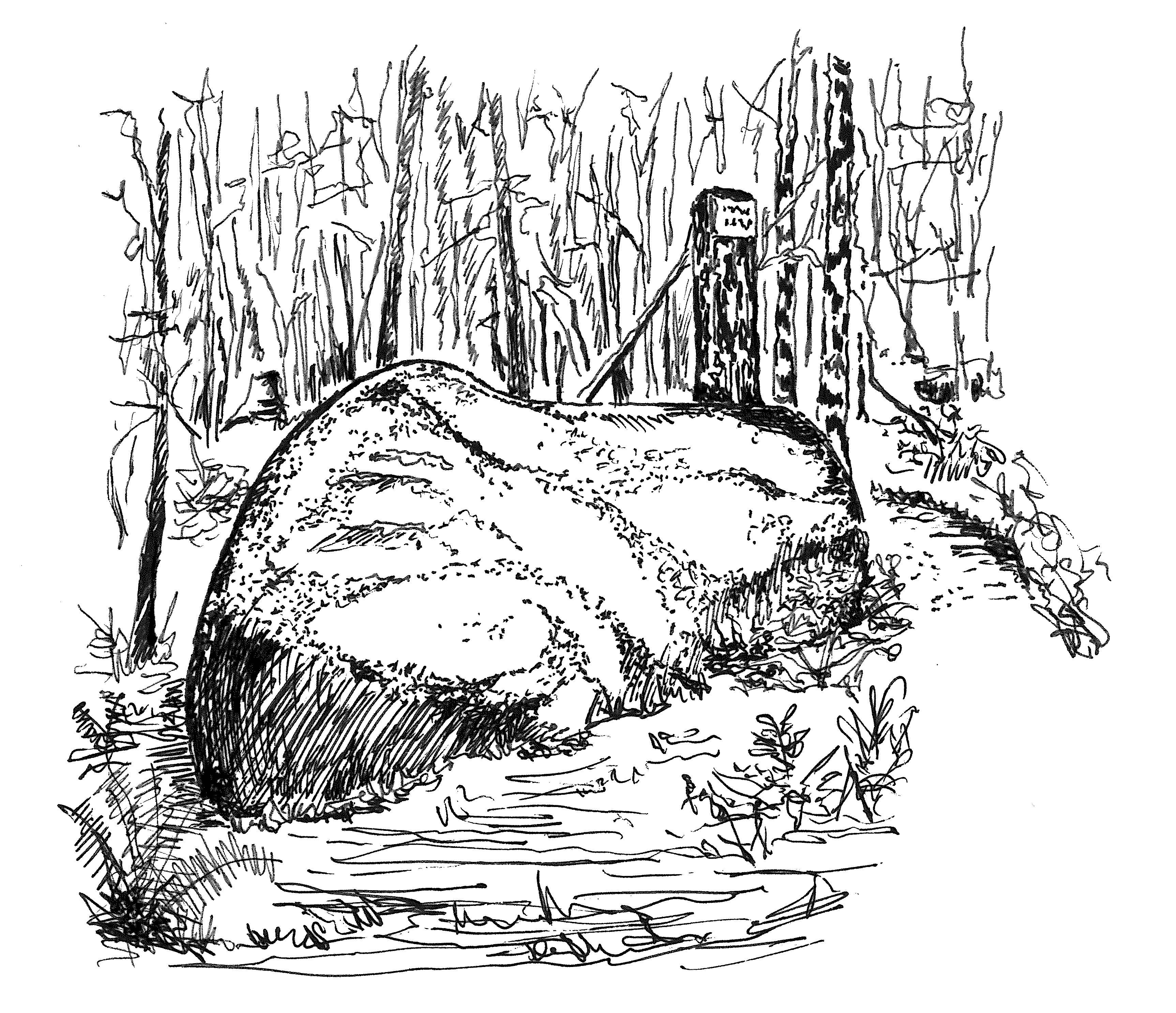 Schwarz-weiß Zeichnung vom Steinernen Gaul. Das auffallende Felsgebilde lässt auf ein liegendes Pferd mit Fohlen schließen